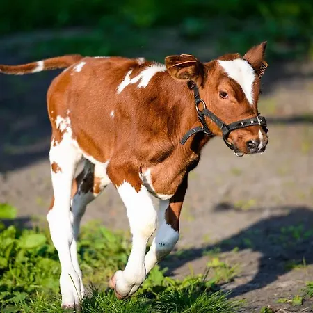 Boerderij De Zellebergen فندق 3*